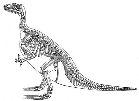 Datei:Iguanodon.png